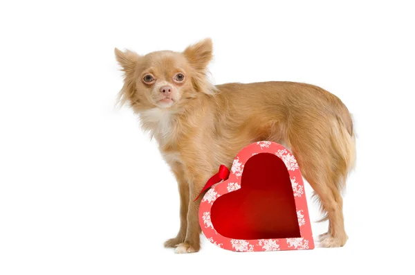 Chihuahua e uma caixa de presente — Fotografia de Stock