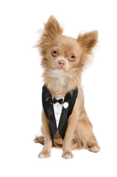 Chihuahua brudgummen bär middag jacka — Stockfoto