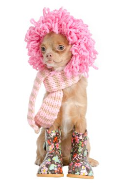 Chihuahua ready for winter clipart