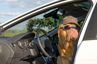 Dog driver clipart