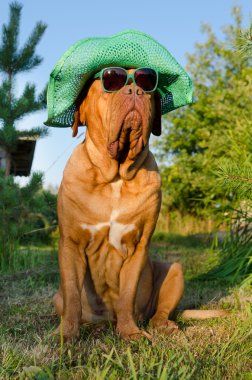 şapka ve gözlük bahçede köpek