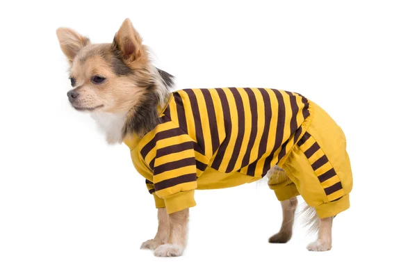 Chihuahua mit gelb-schwarzem Kostüm — Stockfoto