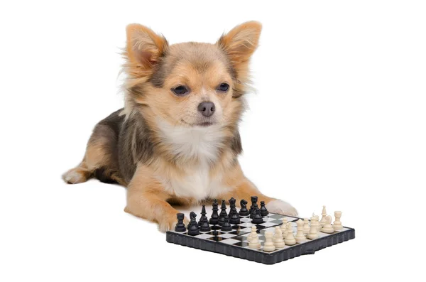 Dog playing chess — Stock Photo, Image