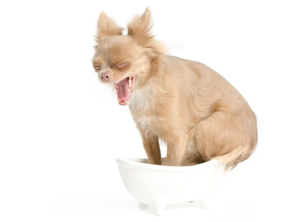 Cão na banheira bocejo — Fotografia de Stock