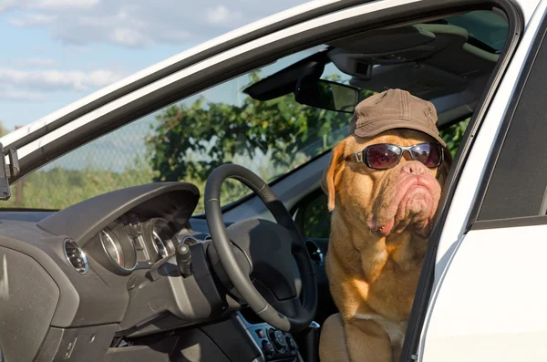 Dog driver — Stock Photo, Image