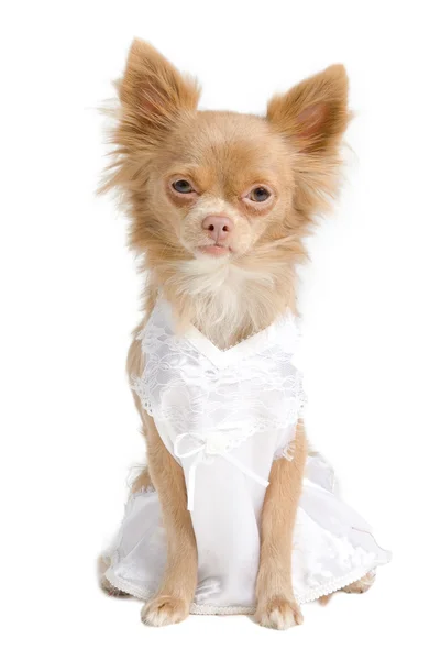 Chihuahua panny młodej — Zdjęcie stockowe