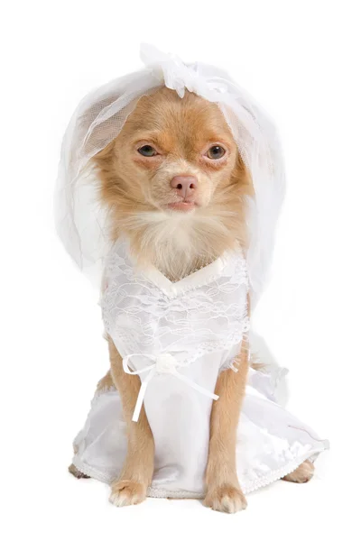 Čivava nevěsta — Stock fotografie