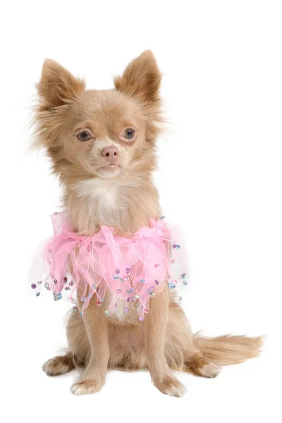 Elegante chihuahua puppy in roze — Stockfoto