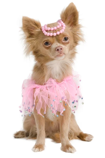 Chihuahua eleganckie oblubienicy z różowej sukience — Zdjęcie stockowe