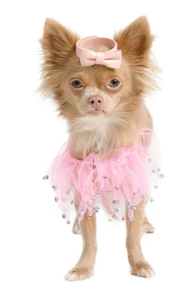Chihuahua ballerina isolerade — Stockfoto