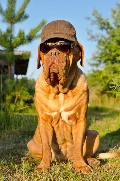 Собака в пиковой кепке и солнечных очках в саду — стоковое фото