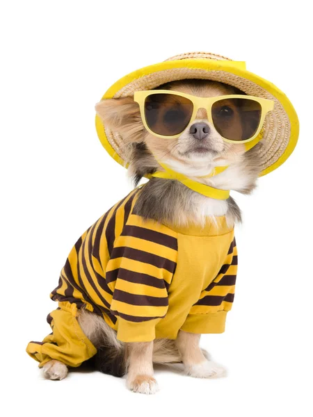 Chihuahua d'été Images De Stock Libres De Droits