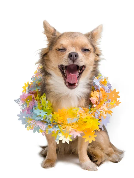 Yawning chihuahua puppy with garland — Stock Photo, Image