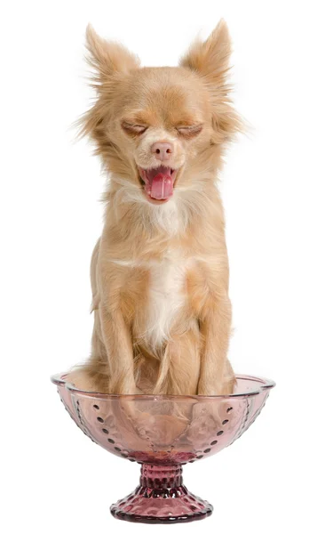 Chihuahua bocejando em uma tigela — Fotografia de Stock