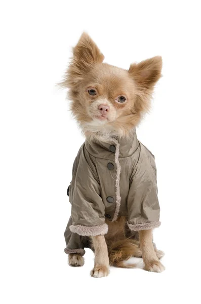 Chihuahua with coat — Stock Photo, Image