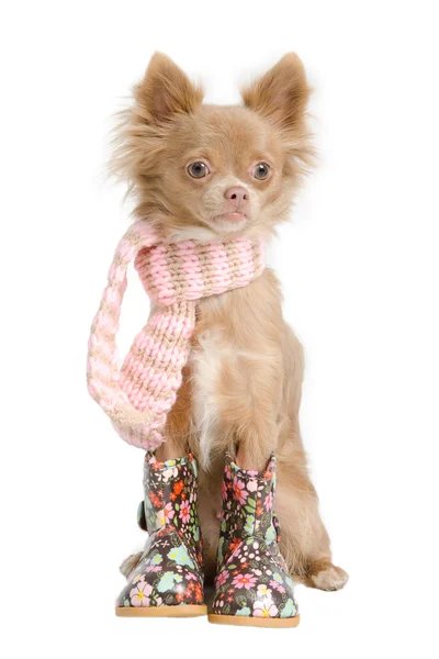 Chihuahua mit Schal — Stockfoto