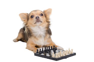 Dog grand master playing chess clipart