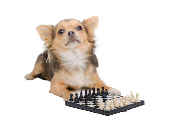 Hund stormästare spelar schack — Stockfoto