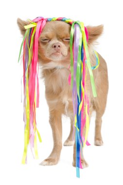 Chihuahua with eccentric hair style clipart