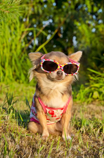 Chihuahua in the park — Stock Photo, Image