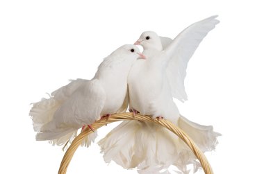 Two white doves kissing and huggung clipart