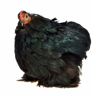 Black chicken of Cochin China breed