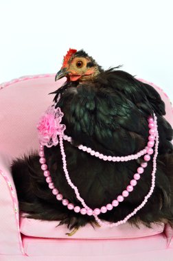 Glamorous chicken of Cochin China breed clipart