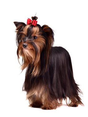 Yorkshire terrier portrait clipart