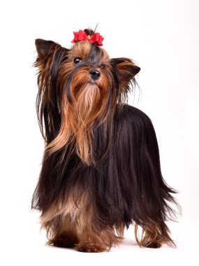 Yorkshire Terrier clipart