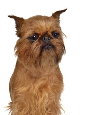 Brussels Griffon portrait clipart