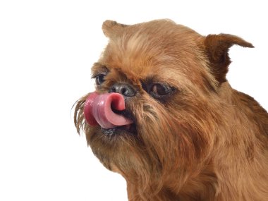 Griffon licking it's nose clipart