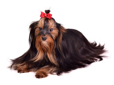 Beautiful Yorkshire Terrier clipart