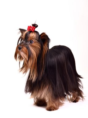 Precious Yorkshire Terrier clipart