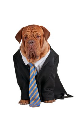 Businessman dog clipart