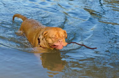 Swimming dog holding a stick clipart