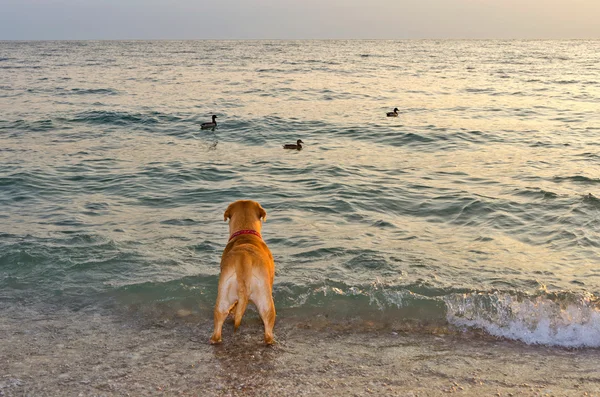 Hond kijken naar de zee — Stockfoto
