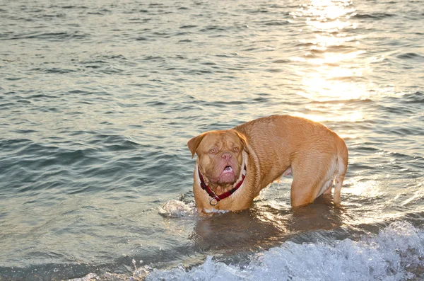 Hund im Meer bei Sonnenuntergang — Stockfoto