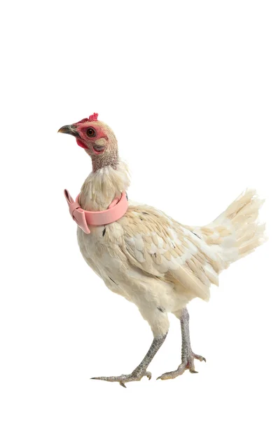 White chicken with pink bow tie walking — Stock Photo, Image