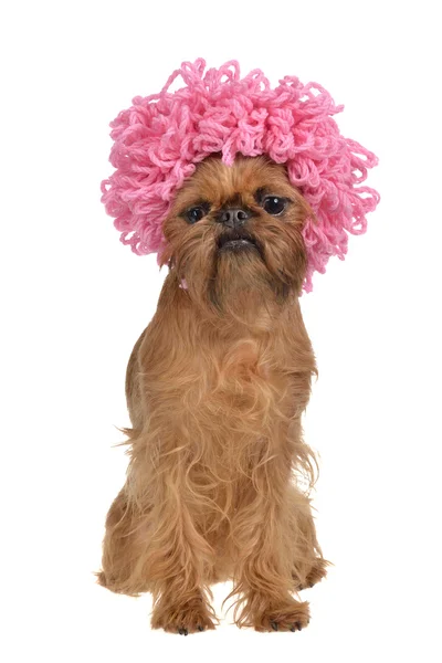 Симпатичный пес грифон с розовым кудрявым париком — стоковое фото