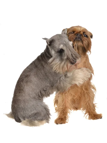 Dos perros divertidos jugando abrazándose. —  Fotos de Stock