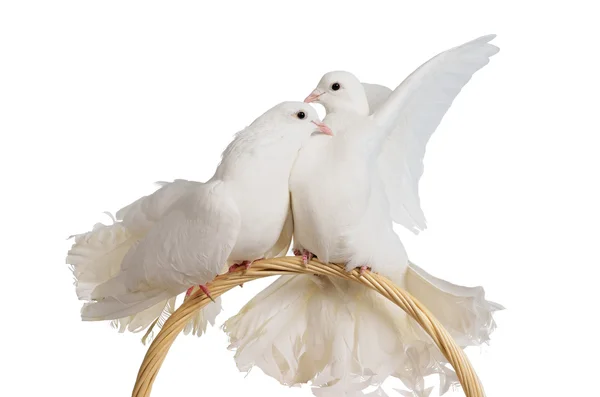 Dos palomas blancas besándose y abrazándose — Foto de Stock