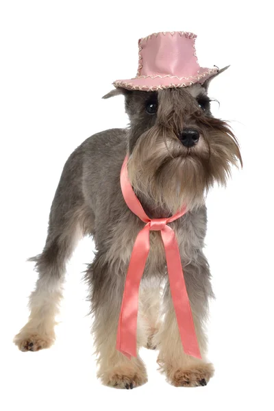 Brodaty pies sobie różowy kapelusz i krawat — Zdjęcie stockowe