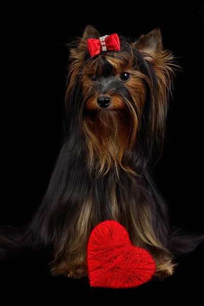 Liefdevolle yorky hond met rood hart — Stockfoto
