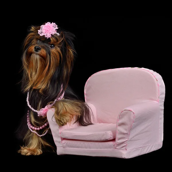 Glamour-yorkie-Hund unter pinkfarbenen Gegenständen — Stockfoto