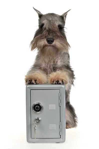 Сторожевая собака с металлическим сейфом — стоковое фото