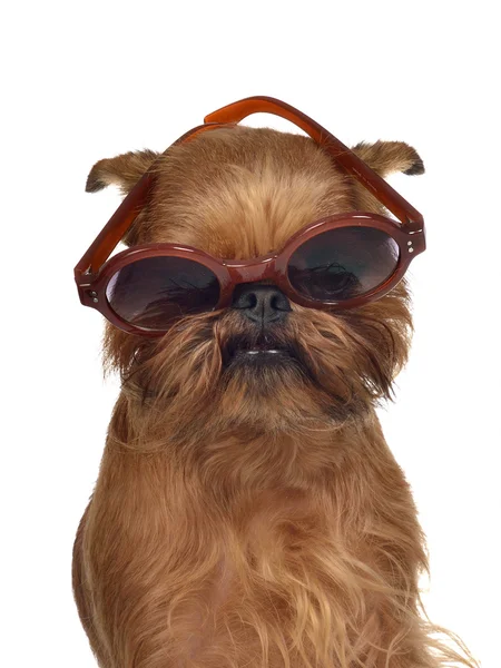 Funny dog with glasses — Stock Photo, Image