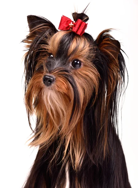 Fantastisk yorkshire terrier porträtt — Stockfoto