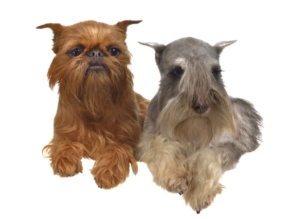 Lying griffon and schnauzer dogs above white banner — Stock Photo, Image