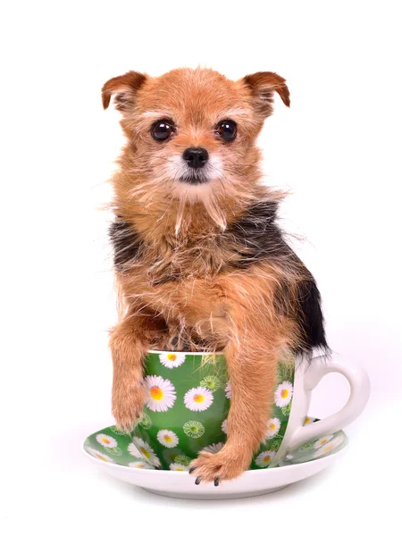 Tiny dog hiding in tea cup — Stock Photo, Image