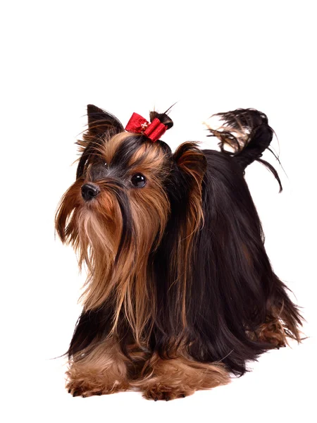 遊び心のあるヨークシャー テリア子犬 — ストック写真